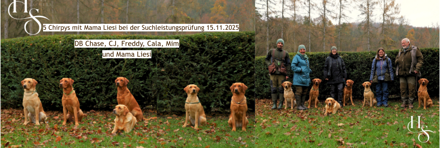 5 Chirpys mit Mama Liesi bei der Suchleistungsprüfung 15.11.2025 DB Chase, CJ, Freddy, Cala, Mimund Mama Liesi